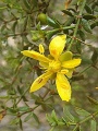 Creosotebush.jpg
